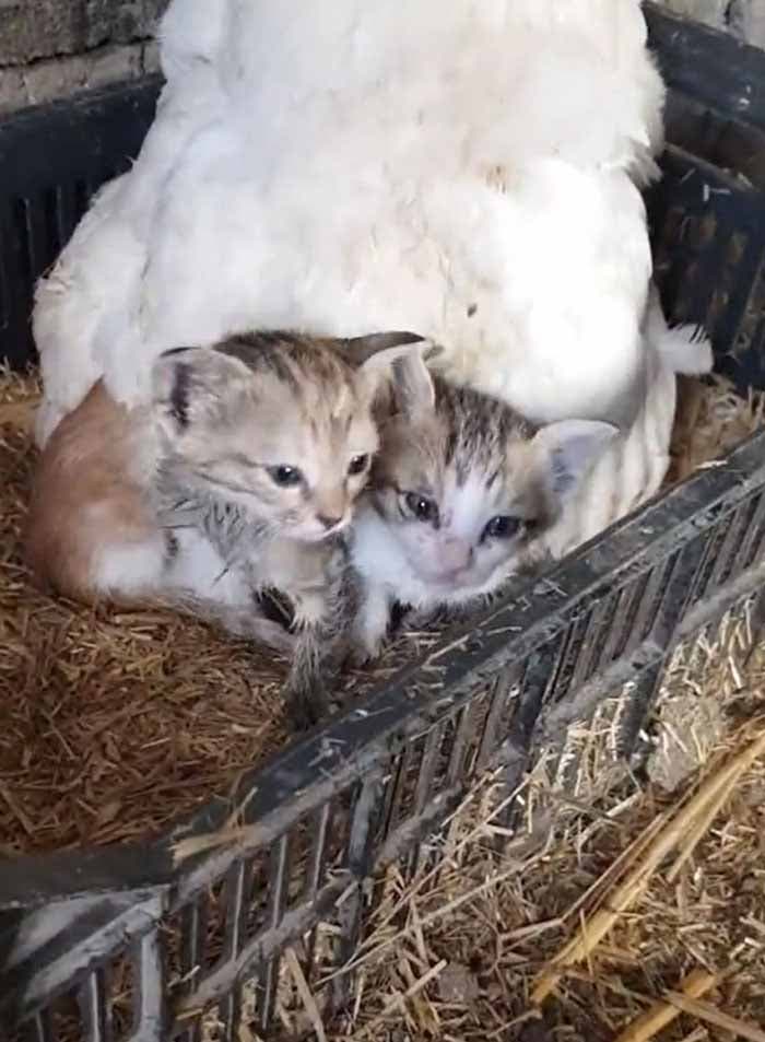 Lee la poule et les chatons