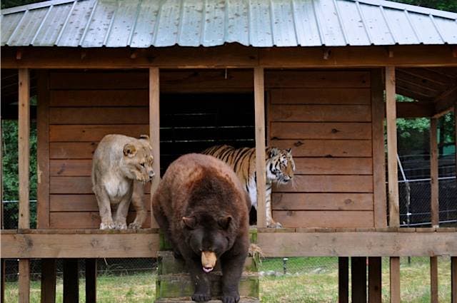 Leo Shere Khan et Baloo7