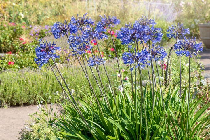 Les agapanthes au jardin 