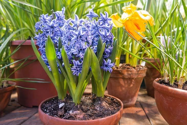 Les agapanthes en pot