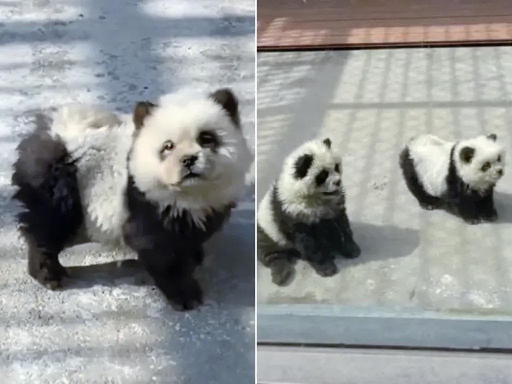 Les deux chiens chow chow