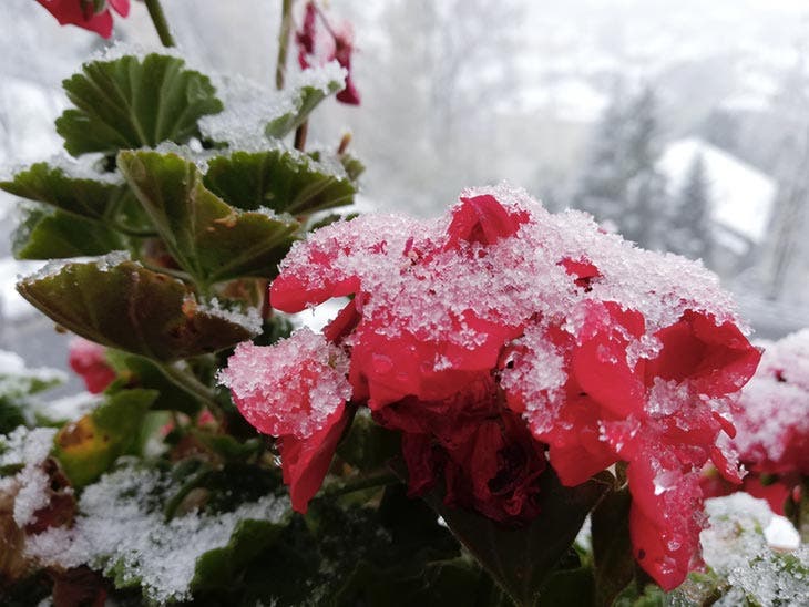 Les géraniums en hiver