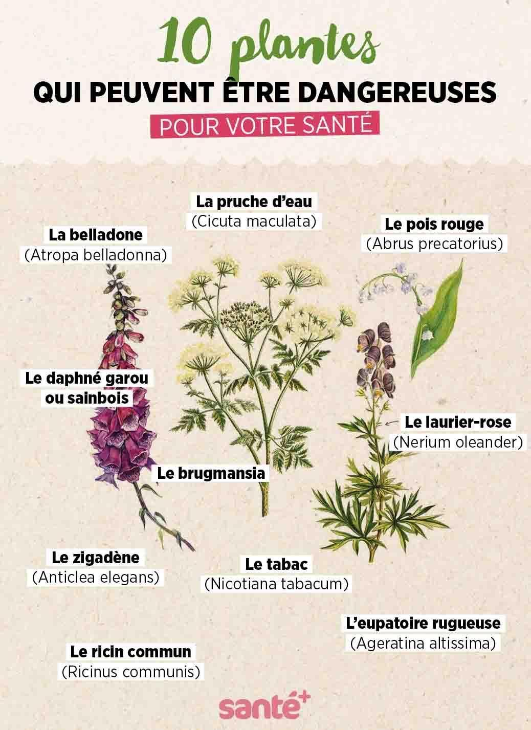 Les plantes dangereuses pour la santé