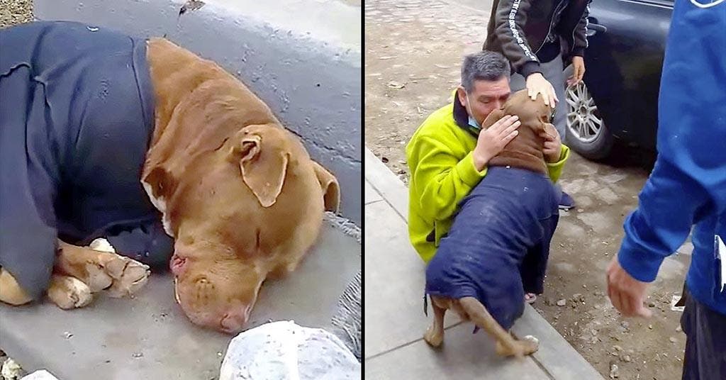 Les retrouvailles avec le chien Drako