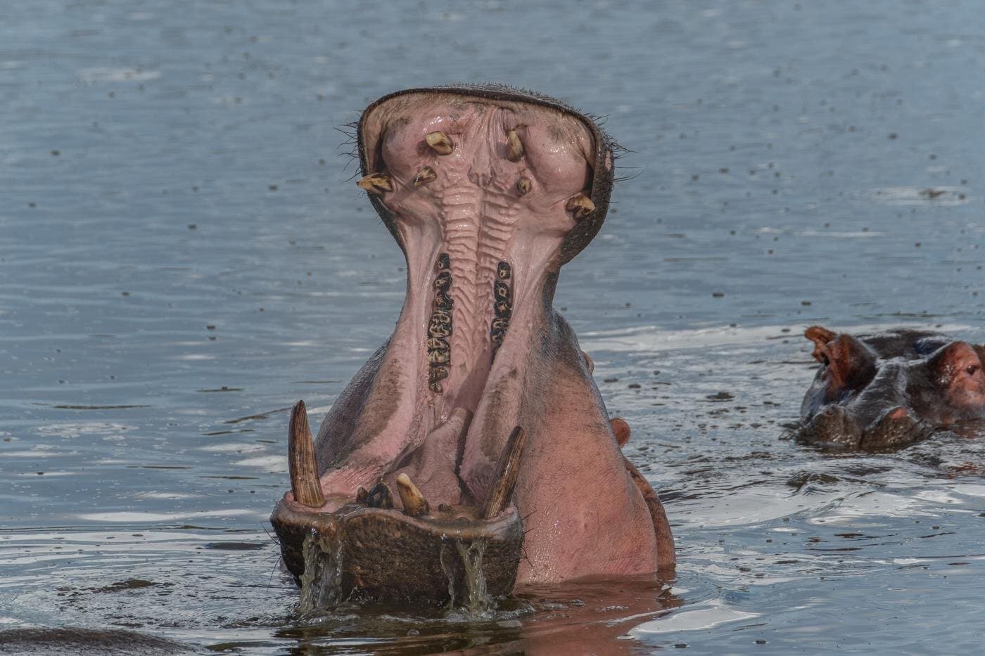 L'hippopotame. L’un des mammifères les plus redoutables d’Afrique