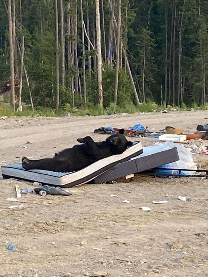 L’ours allongé sur un matelas2