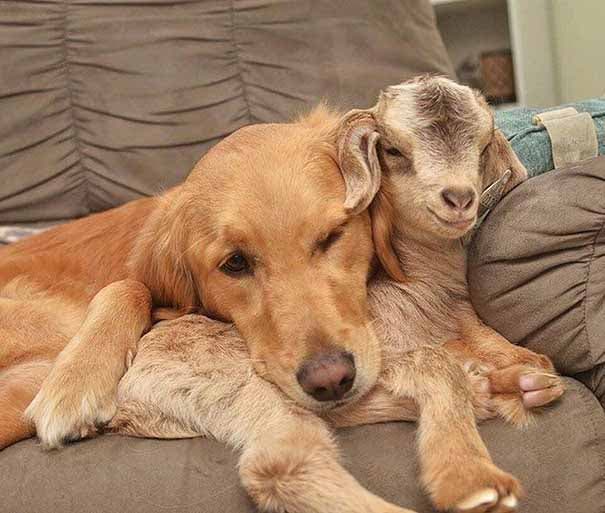 Lryn avec un chevreau