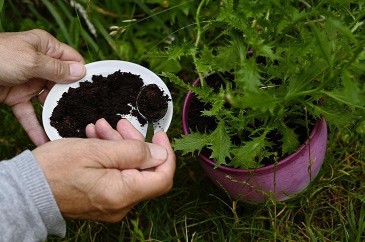 Marc de café pour fertiliser les plantes