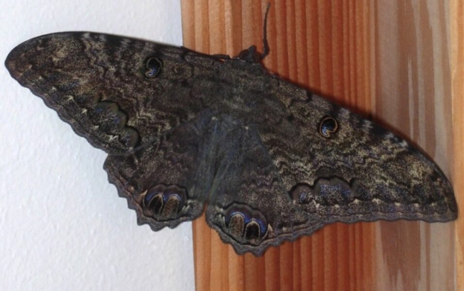 Papillon noir aux ailes déployées, posé sur une surface
