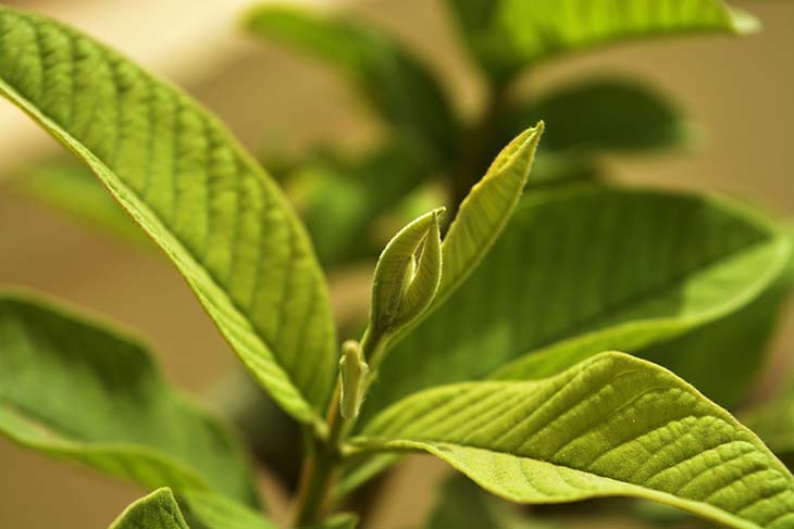 Melaleuca alternifolia 