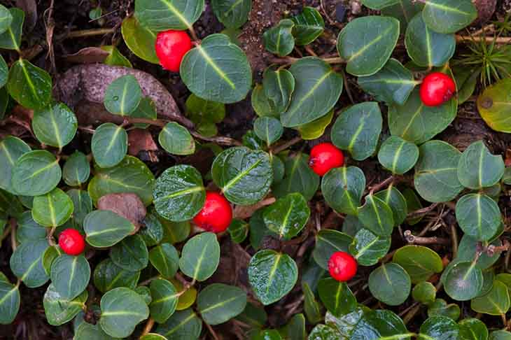 Mitchella repens