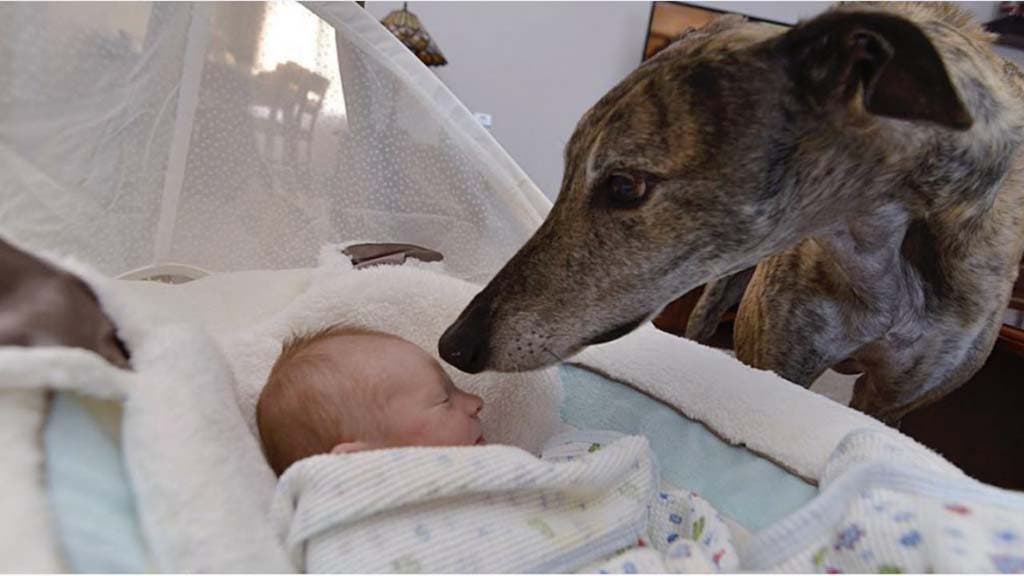 Mosley le lévrier et le bébé Lucas