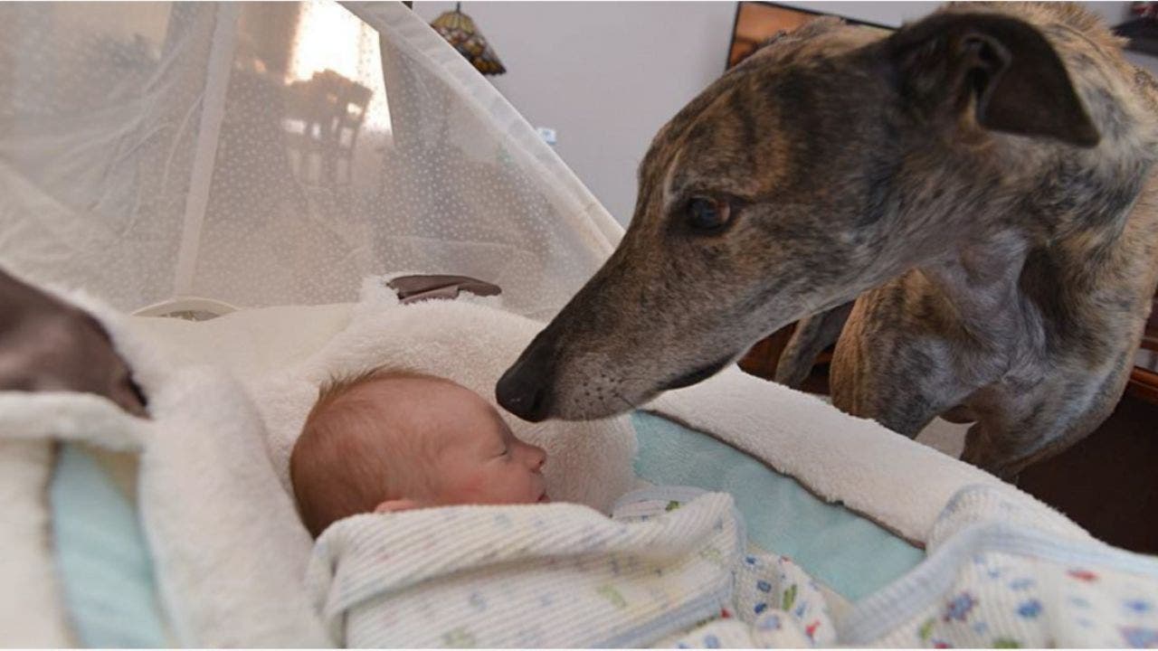 Mosley rencontre pour la première fois Lucas et son bec frétille de joie