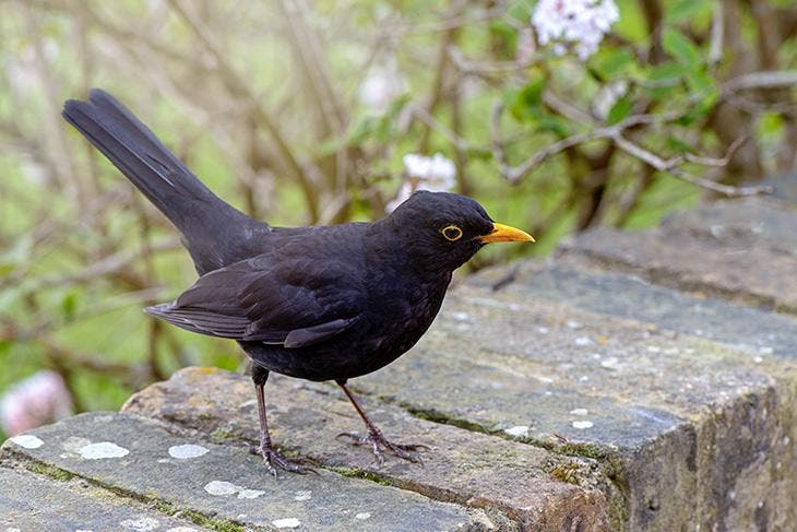 Oiseau dans le jardin