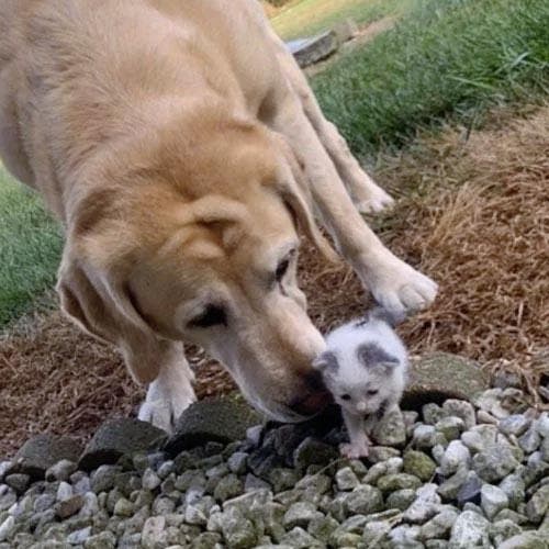 Pax et le chaton Polly