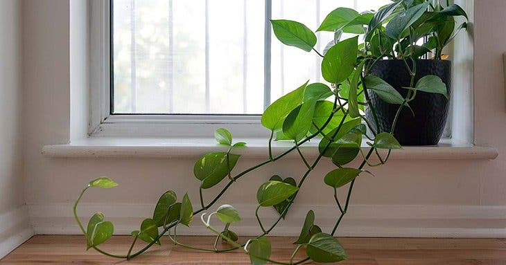 Philodendron