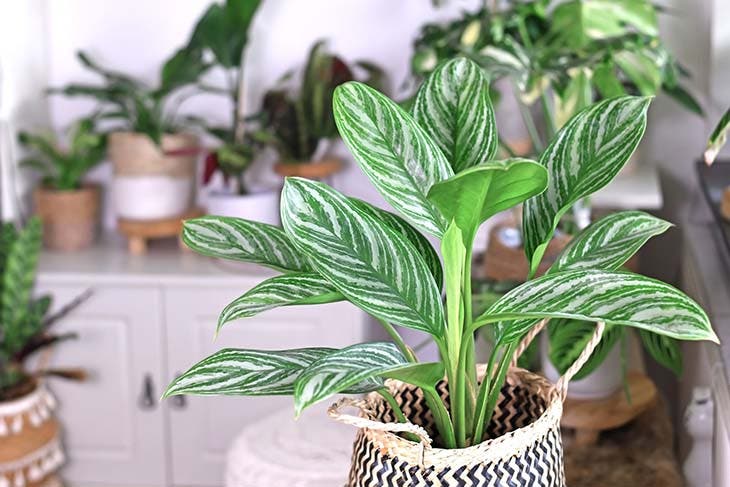 Plante aglaonema 