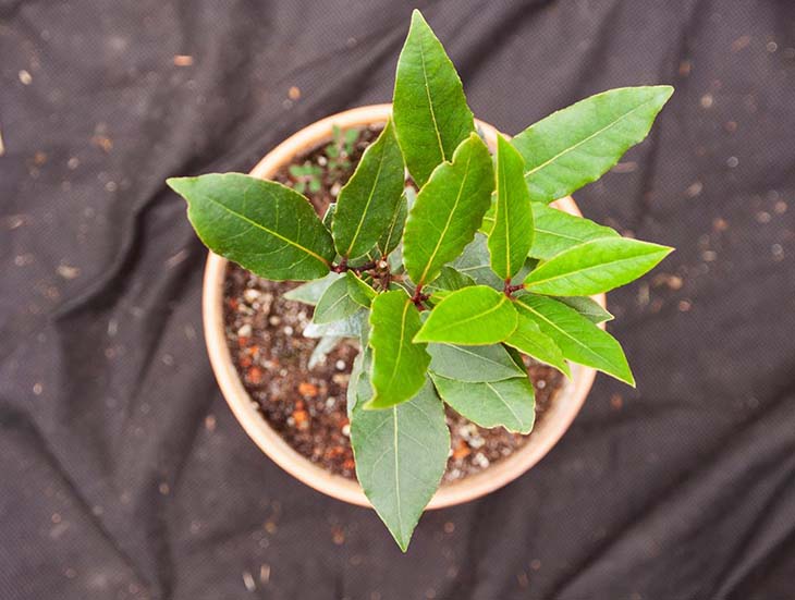 Plante de laurier en pot 