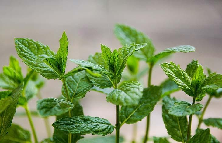 Plante de menthe fraîche