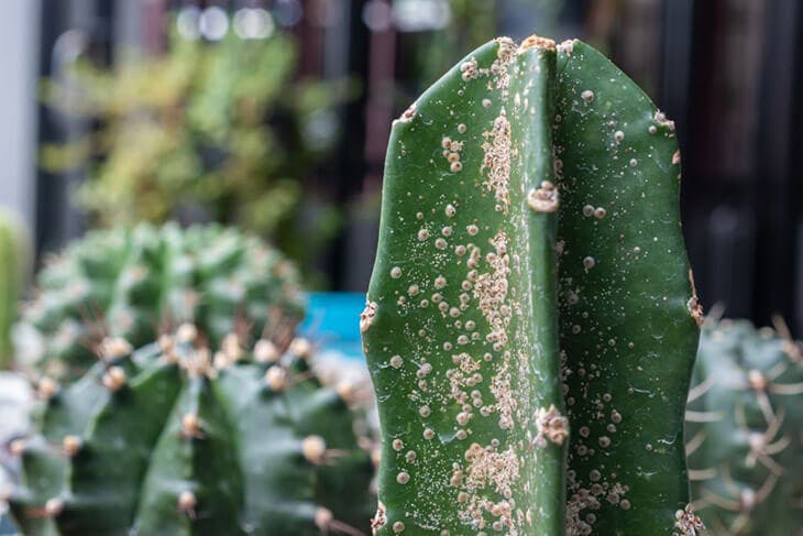 Plante d’intérieur attaquée par la cochenille 