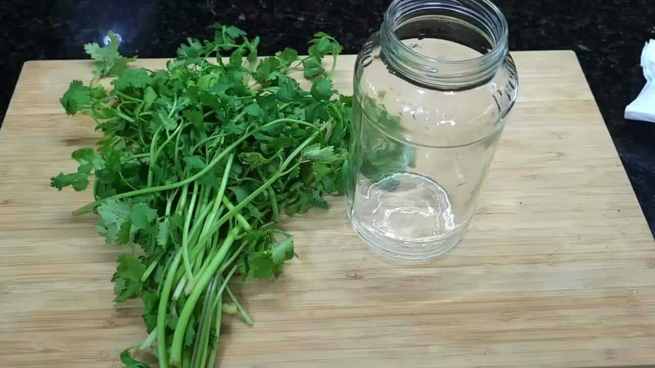 Un beau plant de persil frais dans un pot sur un rebord de fenêtre