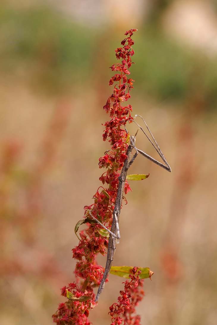 Rumex acetosa