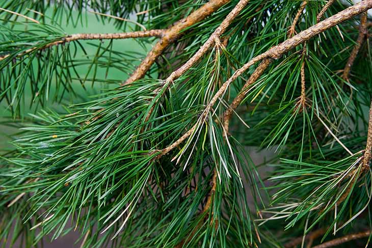 Sapin de sibérie 