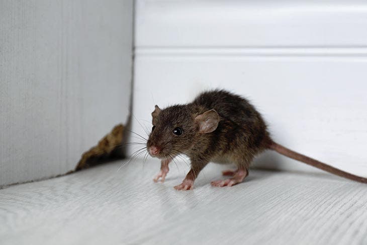 Souris qui pénètre dans une maison à travers un trou