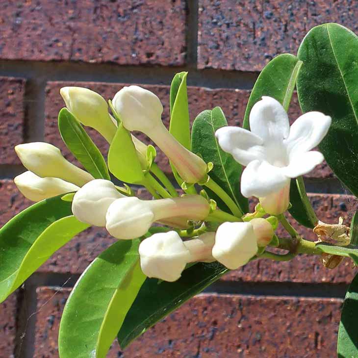 Stephanotis floribunda