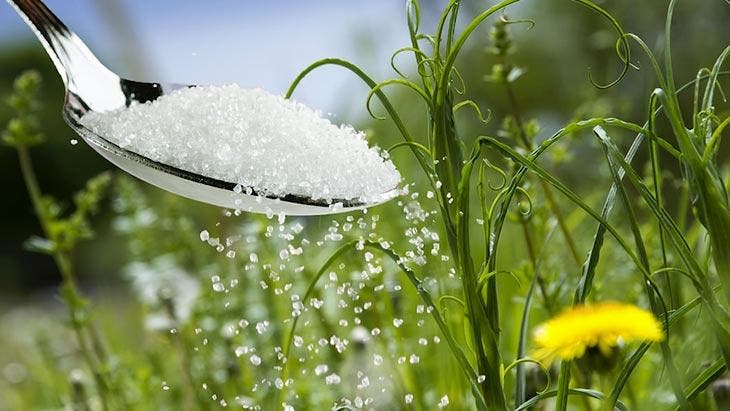 Sucre versé sur des plantes