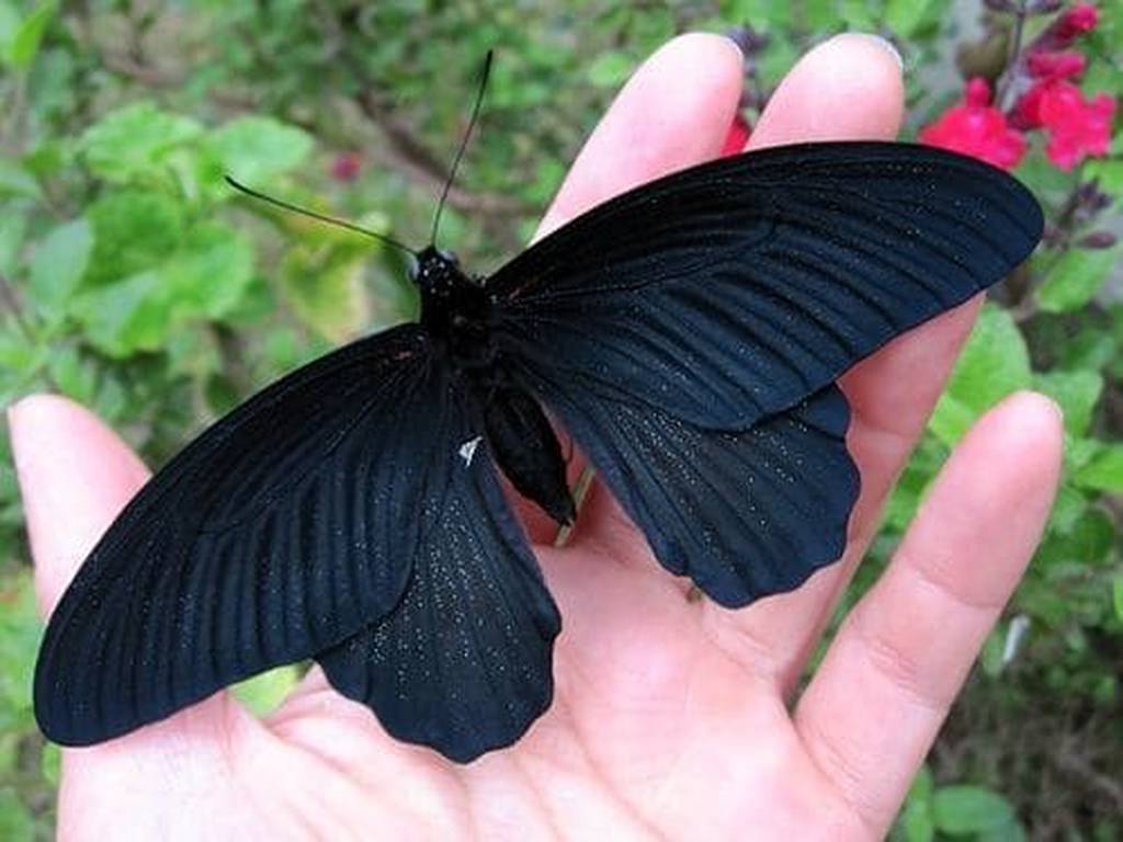 Papillon noir posé sur une main tendue, dans une ambiance douce et naturelle