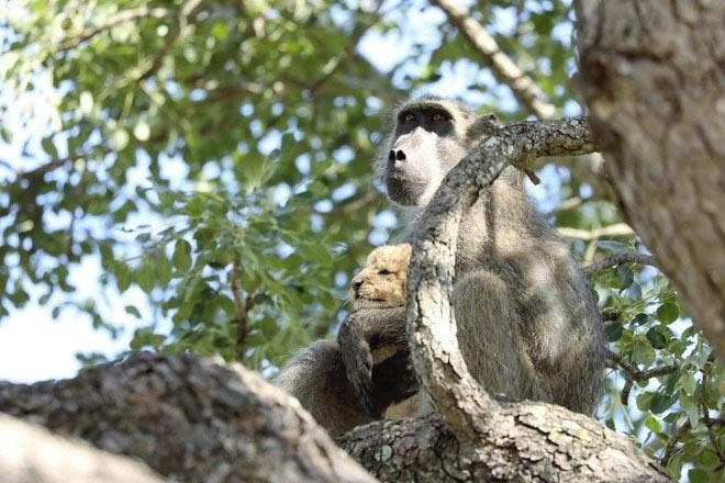 Un babouin tient le lionceau2