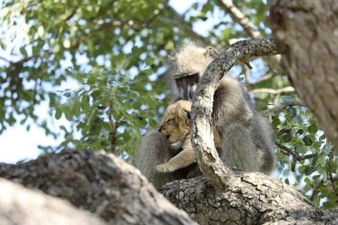 Un babouin tient le lionceau3