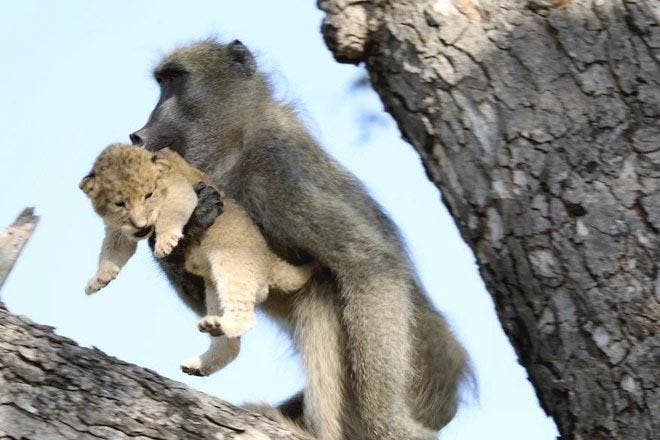 Un babouin tient le lionceau5