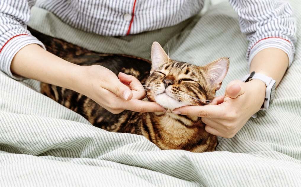 Un chat gâté