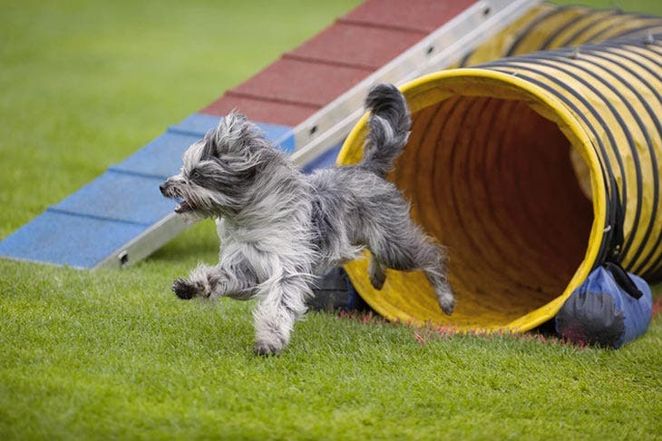 Un chien qui joue 