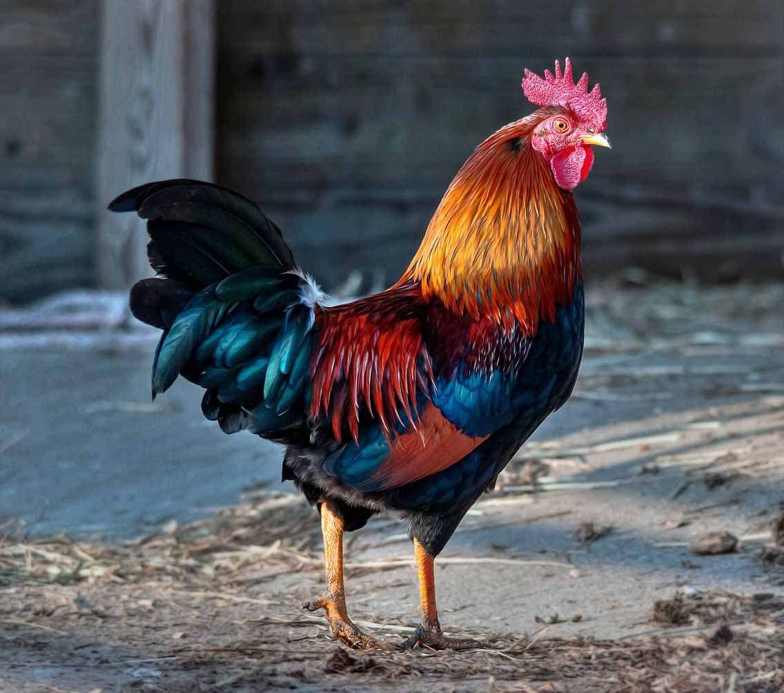 Un coq