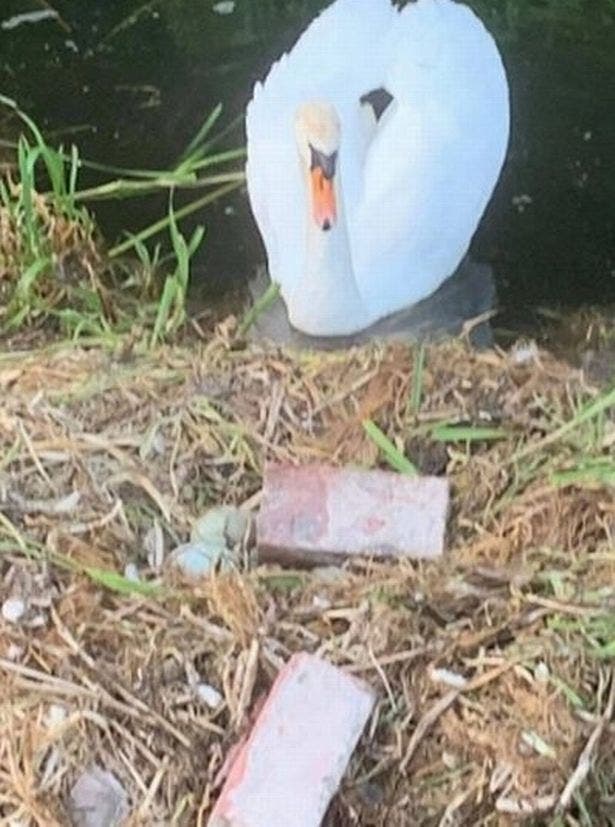 Un cygne meurt le cœur brisé