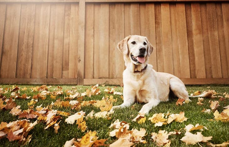 Un labrador dans le jardin 