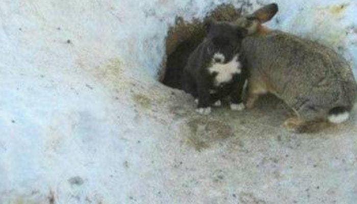 Un lapin et un chien qui sortent du terrier