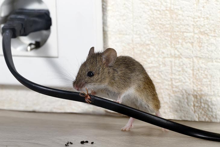 Une souris dans la maison 