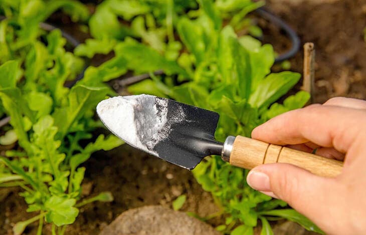 Utiliser le bicarbonate de soude dans le jardin 