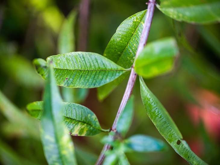 Verveine citronnelle