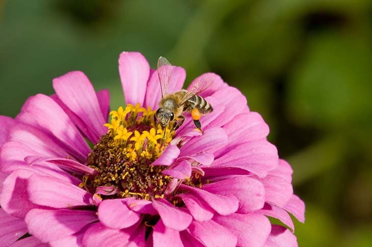 Abeille qui se nourrit du nectar d’une fleur - source : spm