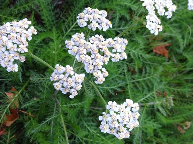 achillea-millefolium