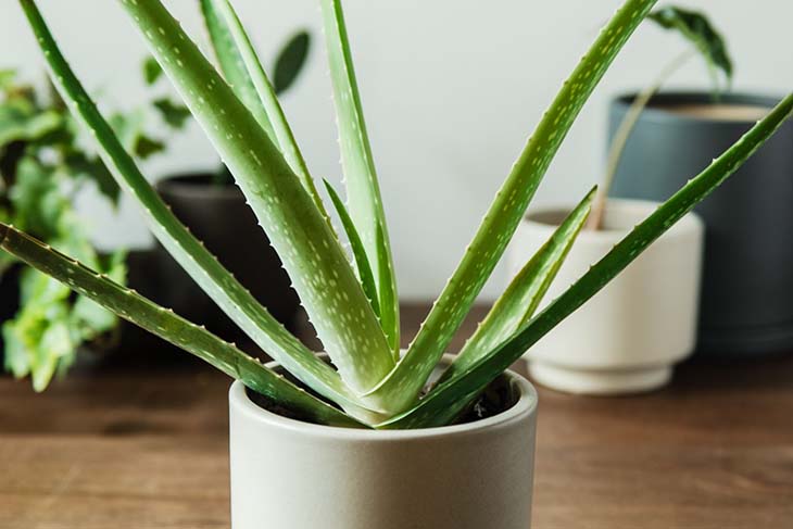 aloe vera