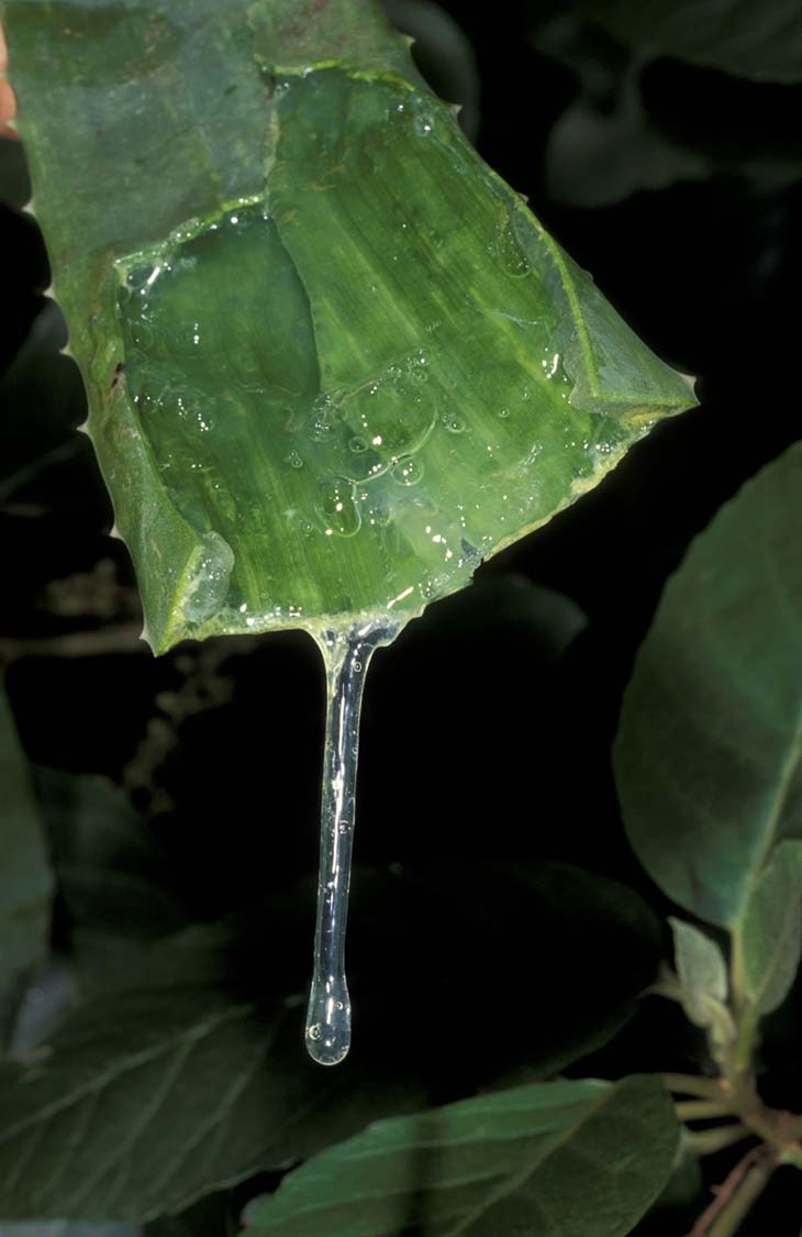 aloe vera barbados