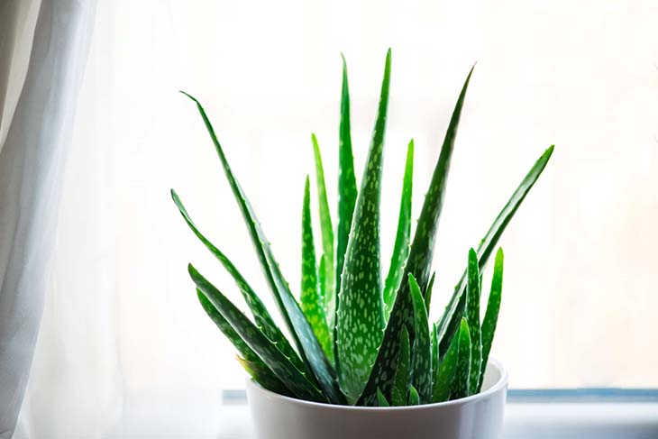 aloevera-1