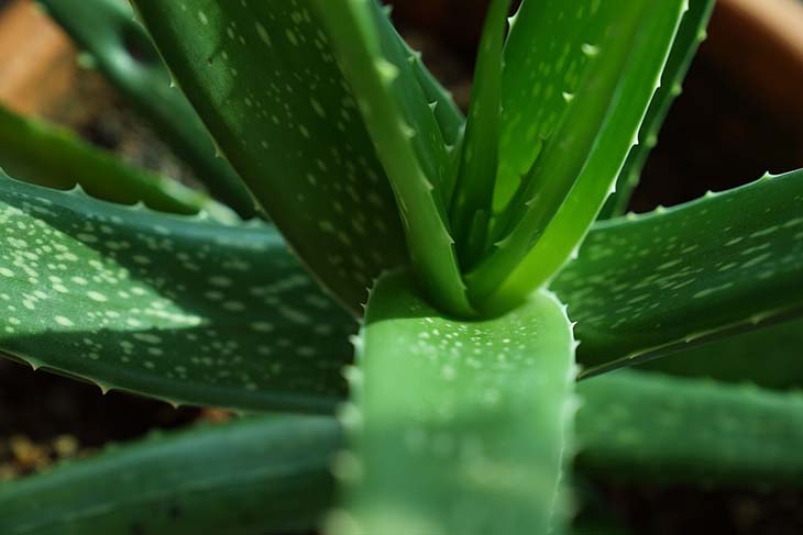 aloevera