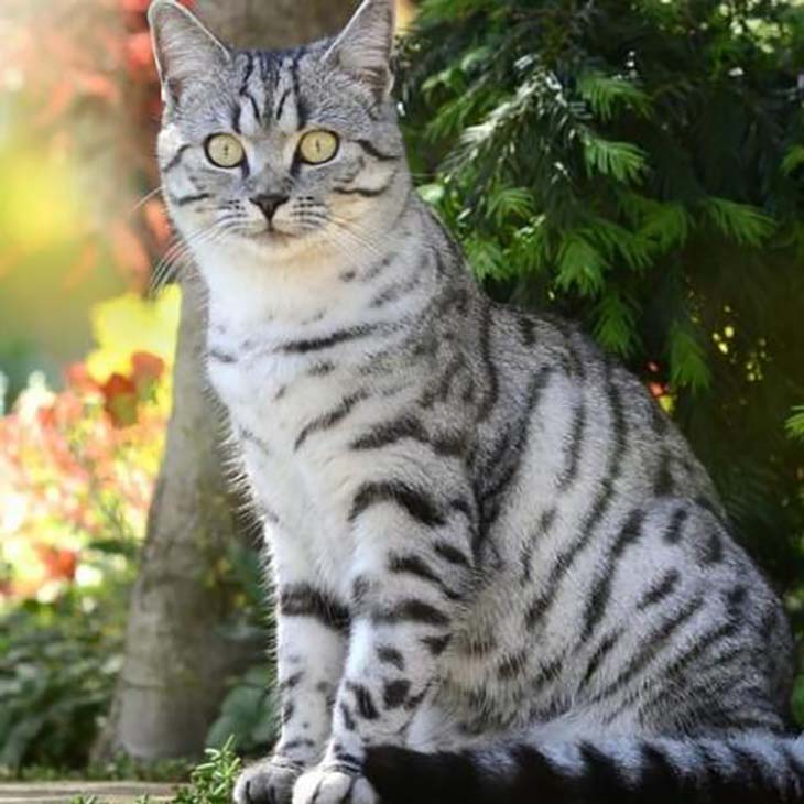 american-shorthair